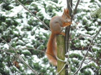 00006_Eichhörnchen-Vogelbeere_Hilmar Tresselt.jpg